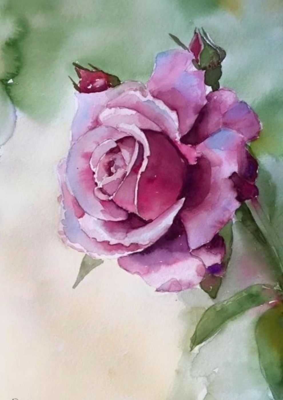 Damascus Rose, a watercolour of a pink rose
